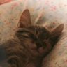 Yeswhatcanyou